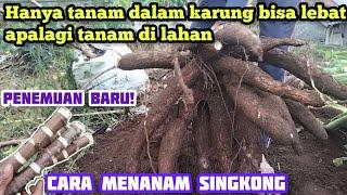 penemuan baru!! tehnik menanam singkong supaya berumbi lebat dan besar || how to grow cassava