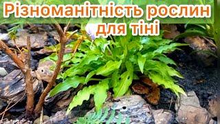 САД в тіні теж може бути яскравим, вражаючим, багатим на різноманітність рослин.️