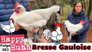 Das Bressehuhn bzw. "Les Bleues" im Rasseportrait bei HAPPY HUHN - Folge 363 Bresse Gauloise-Hühner