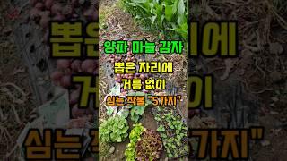 양파 마늘 감자 뽑은자리에 거름 없이 심는 작물 5가지 #6월에심는작물