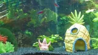 Aquarium kaufen Tipps und Tricks