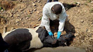 Uncovering a Dangerous Meat Market Tied to Anthrax Outbreaks in Uganda