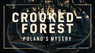 Crooked Forest Mystery: Poland's Unraveling Enigma! Crooked Forest Poland's Most Baffling Secret