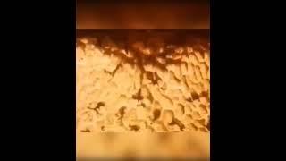 Польза кремния. Гель Алоэ Сивера LR