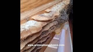 Bee removal by Arizona Honey Bee #beeremoval #bee #usa #honey #organic #rawhoney #love #omletarcade