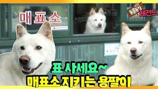 [TV 동물농장 레전드/SUB] ‘표 사세요~ 매표소 지키는 개, 용팔이’ 풀버전 다시보기 #TV동물농장 #AnimalFarm #SBSstory