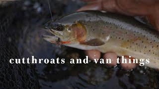 Cutthroat in Montana | Fly Fishing and VW Van Camping | Van Life