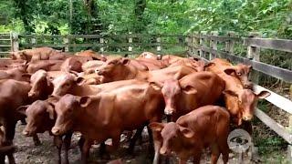 Actividades y beneficios de la ganadería regenerativa - La Finca de Hoy