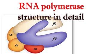 RNA polymerase structure in detail