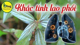 Tác dụng của cây thuốc dòi đối với sức khỏe mà bạn chưa biết