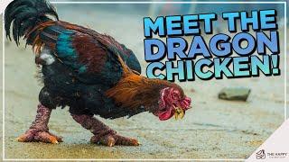 Get to Know the Dong Tao Chicken (a.k.a. Vietnamese Dragon Chicken!)