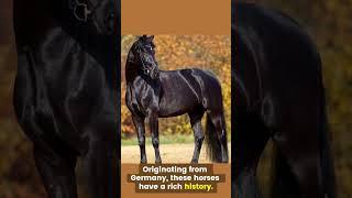 Grace and Power: Interesting Facts About the Hanoverian Horse #hanoverianhorse #horses