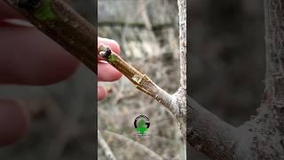 Best grafting technique peach tree #relaxing #satisfying #bonsai #woodworking