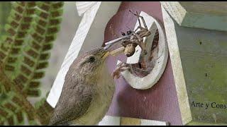 House wren carrying a spider to its nest, Cucarachero común