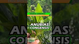 ANUBIAS CONGENSIS (BACKGROUND AQUARIUM PLANT For Sale)