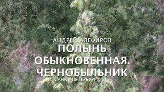 Полынь обыкновенная - Чернобыльник. Алефиров А.Н.