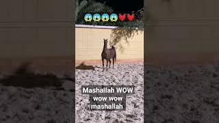 mashallah mashallah Arabia horse very beautiful #foryou #susanmedia #vairal #horse #horselover