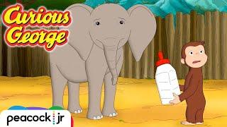  Befriending a Baby Elephant | CURIOUS GEORGE