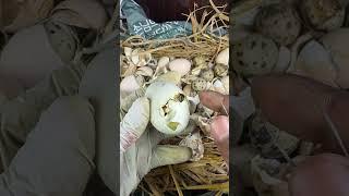I Helped a Duckling was near to die