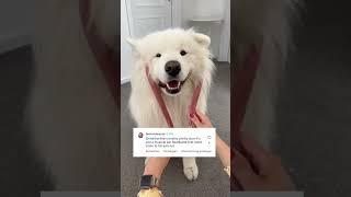 Ear Wiggle Theories  #dog #samoyed #comedy #earwiggles #fun #eardance