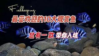 最受歡迎的10大觀賞魚，哪種最火，總有一種帶你入坑#觀賞魚大全#觀賞魚排名#觀賞魚