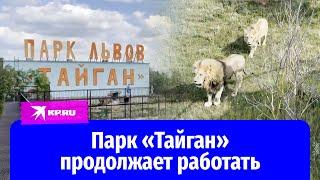 Парк «Тайган» продолжает работать после нападения льва на Олега Зубкова