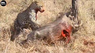 Leopard  Attack and Eat Alive Animals Moments - Animal Fighting | ATP Earth