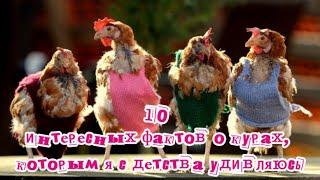 10 интересных фактов о курах 10 interesting facts about chicken