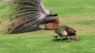 Peacock Wants to Mate with Peahen Momma