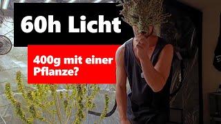 Licht vs. Dunkelphase vor der Ernte pt. 2