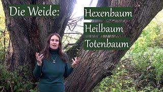 Die Weide | Hexen-, Heil- und Totenbaum