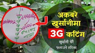 Become an Expert in 3G Cutting with These Hidden Chilli Plant Secrets | Akabare 3G (part 2)