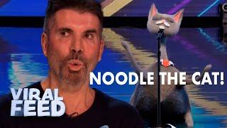 The BEST SINGING CAT The Judges Have EVER SEEN? GO NOODLE! | VIRAL FEED