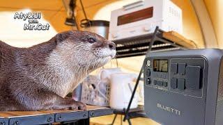 It’s Like Home! Otter Melting in a Fortified Tent With BLUETTI [AC200L+B300K] [Otter Life Day 939]