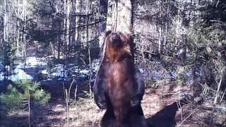 Медведь Ферапонт танцует в Висимском заповеднике