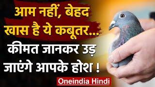 करोड़ों में बिका Belgian Pigeon, बनाया  World Record | वनइंडिया हिंदी