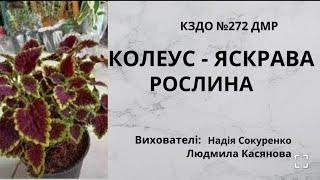 Колеус - яскрава рослина