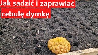 jak sadzić i zaprawiać cebulę dymkę na wiosnę