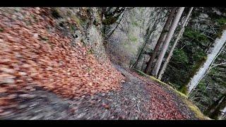 Betafpv Pavo Femto, full li-po rawrun in the forest (dji O4, stabilisation steadyrock)