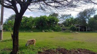 Go to the south of the Javanese village for a very beautiful view of the countryside