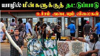 யாழில் சூடுபிடிக்கும் மீன்களின் விலைகள் | Jaffna