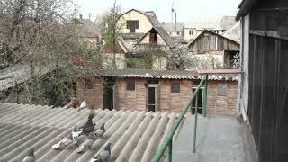 Тренировка моих голубят (2)