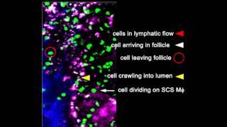 Follicular Memory T Cells