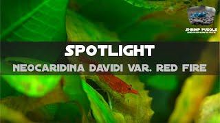 NEOCARIDINA DAVIDI VAR. RED FIRE / SPOTLIGHT