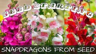 2024 Seed Starting - 7 Varieties of Snapdragons || Growing Snapdragons from Seed || Cut Flowers