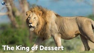 The Kings Of Desert - Lion New full Documentary - Our Climate.