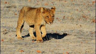 Lion Pride - Difficult Life in The Desert Documentary HD 1080p