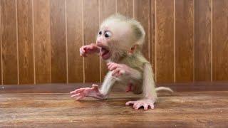 Deep Pity, Little Newborn Baby Monkey A Tong Crqing T@ntram Need Mama Attention