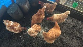 Nova Brown Chickens And The Communal Chickens