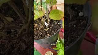 Формируем гортензию правильно #сад #дача #garden #цветы #гортензияметельчатая #гортензиядревовидная